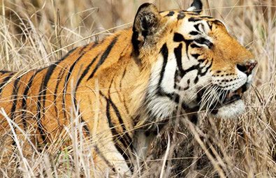 tiger-panna-national-park-s